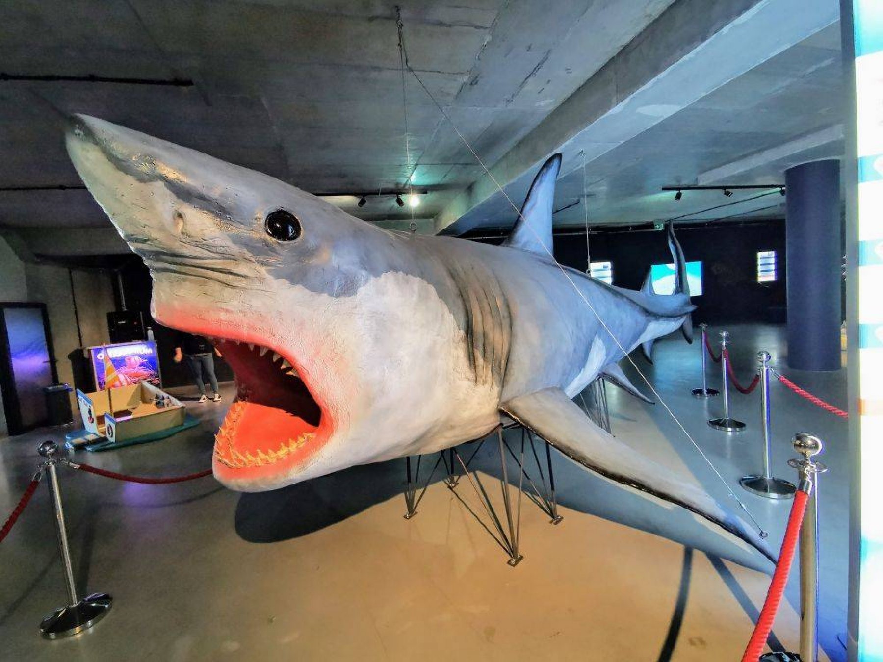 Life size shark figure